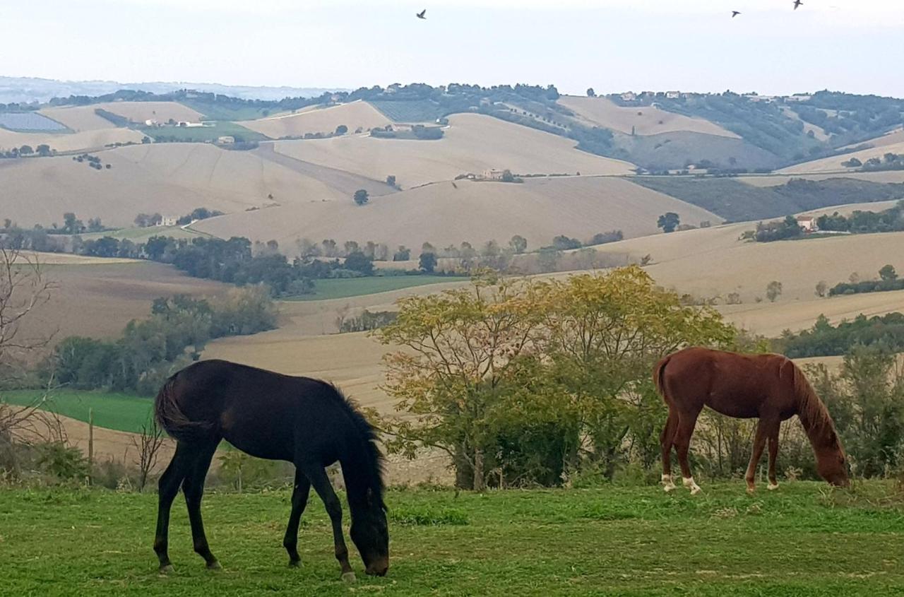 La Collina Dei Cavalieri Villa Belvedere Ostrense Ngoại thất bức ảnh